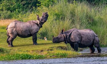 Chitwan Jungle Safari