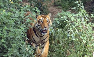 Tiger Tops Tharu Lodge Wildlife Safari Package