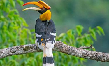 Chitwan Bird Watching Tour