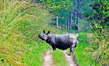 Chitwan Jungle Safari Adventure 4 Days